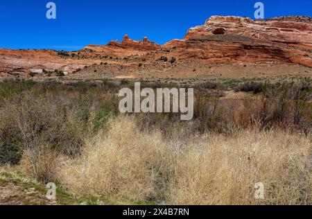 Moab, Utah, Stati Uniti. 2 maggio 2024. La primavera rivela aree ripariali sane mentre il fiume Colorado si snoda attraverso paesaggi desertici e canyon spettacolari vicino a Moab, Utah. Crediti: csm/Alamy Live News Foto Stock