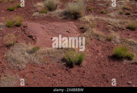 Moab, Utah, Stati Uniti. 2 maggio 2024. Il Biocrust è un terreno fragile e vivente sulla sommità del deserto che si trova all'interno di spettacolari paesaggi desertici e canyon vicino a Moab, Utah. Crediti: csm/Alamy Live News Foto Stock