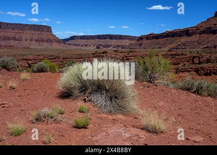 Moab, Utah, Stati Uniti. 2 maggio 2024. I ricchi colori naturali completano i rossi profondi del Castle Velley all'interno di spettacolari paesaggi desertici e canyon vicino a Moab, Utah. Crediti: csm/Alamy Live News Foto Stock