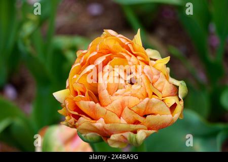 Tulipano giallo nel giardino nel centro di Park avenue a Manhattan, New York Foto Stock