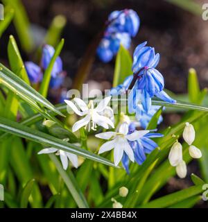 "WIT, Alba" Siberian Squill, Rysk blåsjärna (Scilla siberica) Foto Stock