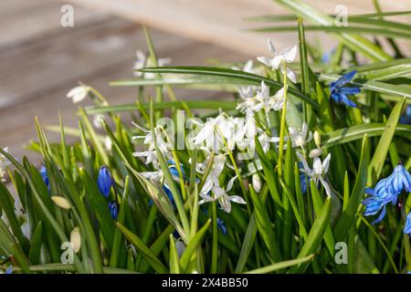 "WIT, Alba" Siberian Squill, Rysk blåsjärna (Scilla siberica) Foto Stock