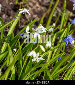 "WIT, Alba" Siberian Squill, Rysk blåsjärna (Scilla siberica) Foto Stock