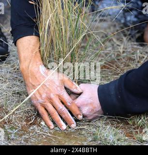 Cerimonia aborigena australiana, mans mani con erba asciutta a terra, un rito rituale in un evento della comunità ad Adelaide, Australia meridionale Foto Stock