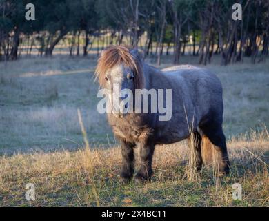 Piccolo cavallo grigio, pony delle Shetland, primo piano di testa e criniera, ritratto di un animale, pascolate su erba verde, animale carino Foto Stock