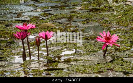 Gigli d'acqua rosa fioriscono galleggiando in acqua con foglie verdi sullo sfondo nel Queensland, Australia. Foto Stock
