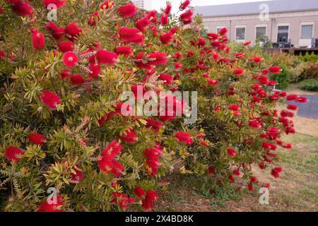 Bella macchia verde con fiori rossi soffici. Callistemon. Foto Stock