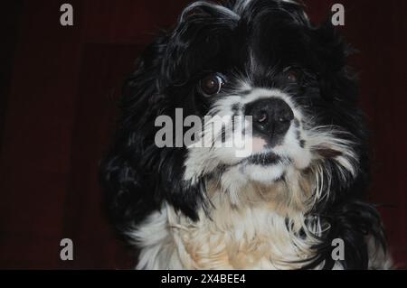 Il mio Cocker Spaniel americano bianco e nero è sopravvissuto al virus del cimurro canino Foto Stock