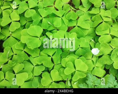 Texture - fresche foglie verdi di trifoglio Foto Stock