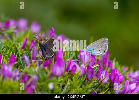 Piccola farfalla blu a punta alare, blu Amanda, Polyommatus amandus Foto Stock