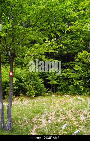 Sentiero escursionistico segnalato di fronte a una faggeta: Un giovane albero con un segno rosso e bianco su uno sfondo verde Foto Stock