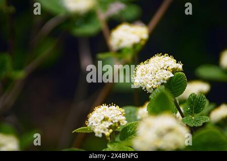 Viburnum lantana Bush in primavera: Infiorescenze bianche e foglie giovani su sfondo scuro. Foto Stock