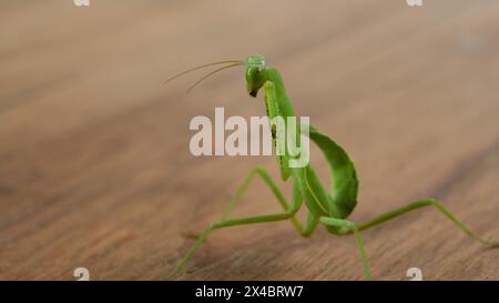 Piccole manti verdi di preghiera su un tavolo di legno Foto Stock