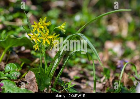 La pianta primaverile Gagea lutea fiorisce in natura nei boschi. Foto Stock