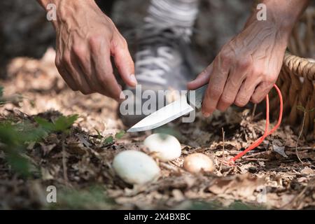 una mano sta raccogliendo i funghi Foto Stock