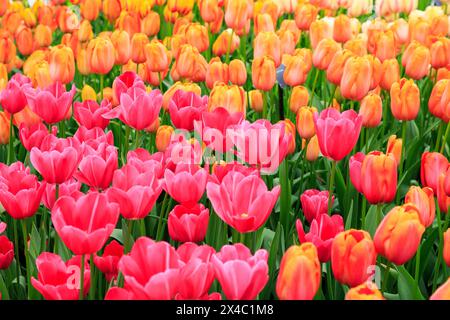 Paesi Bassi, Flevoland. Tulipani olandesi nei campi. Foto Stock