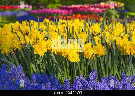 Europa, Paesi Bassi, Olanda del Sud, Lisse. Daffodils gialli e bluebells ai giardini di Keukenhof. Foto Stock