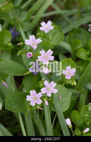 Pink Purslane, Claytonia sibirica, Close-up, Sussex, May Foto Stock