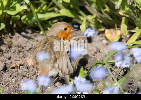 Robin che prende il sole in un bagno di polvere spalanca le ali nel letto di fiori dimenticati, erithacus rubecula Foto Stock