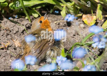 Robin che prende il sole in un bagno di polvere spalmando le ali con il becco aperto nel letto di fiori dimenticati, erithacus rubecula Foto Stock