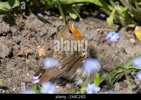 Robin che prende il sole in un bagno di polvere spalmando le ali con il becco aperto nel letto di fiori dimenticati, erithacus rubecula Foto Stock