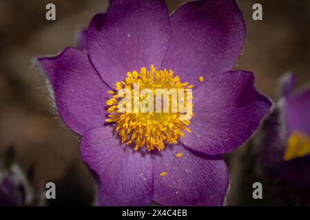 Fiore primaverile Pasqueflower - Pulsatilla grandis dettaglio di carpel floreale e stallo con polline Foto Stock