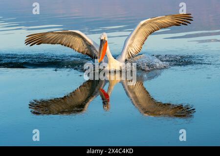 Europa, Grecia, Lago Kerkini. Un pellicano dalmata atterra sulle acque ghiacciate del lago con un bel riflesso. Foto Stock