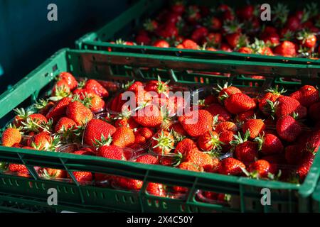 Start der Erdbeersaison Erdbeerernte fuer den Hofladen Beckers AM 02.05.24 a Raderbroich. Gepflueckte Erdbeeren stehen zum Abtransport bereit. Foto: Kirchner-Media/TH Raderbroich Nordrhein-Westfalen Deutschland *** inizio della stagione delle fragole raccolta delle fragole per il negozio della fattoria Beckers il 02 05 24 a Raderbroich fragole raccolte pronte per il trasporto foto Kirchner Media TH Raderbroich Renania settentrionale-Vestfalia Germania Copyright: XKirchner-Media/THX Foto Stock