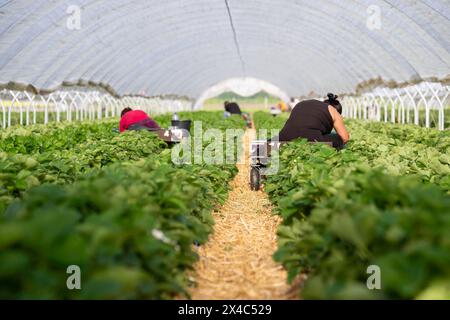 Start der Erdbeersaison Erdbeerernte fuer den Hofladen Beckers AM 02.05.24 a Raderbroich. Erntehelfer bei der Arbeit im Wandertunnel. Foto: Kirchner-Media/TH Raderbroich Nordrhein-Westfalen Deutschland *** inizio della stagione delle fragole raccolta delle fragole per il negozio di fattoria Beckers il 02 05 24 a Raderbroich raccolta lavoratori al lavoro nel tunnel itinerante foto Kirchner Media TH Raderbroich Renania settentrionale-Vestfalia Germania Copyright: XKirchner-Media/THX Foto Stock