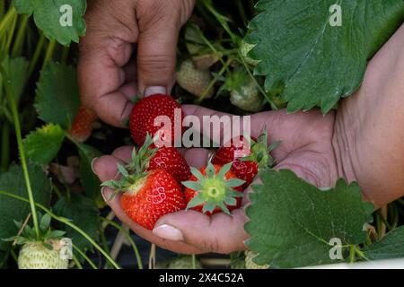 Start der Erdbeersaison Erdbeerernte fuer den Hofladen Beckers AM 02.05.24 a Raderbroich. Erntehelferin pflueckt die reifen Erdbeeren. Foto: Kirchner-Media/TH Raderbroich Nordrhein-Westfalen Deutschland *** inizio della stagione delle fragole raccolta delle fragole per il negozio di fattoria Beckers il 02 05 24 a Raderbroich Harvester sceglie le fragole mature Photo Kirchner Media TH Raderbroich North Rhine Westphalia Germania Copyright: XKirchner-Media/THX Foto Stock