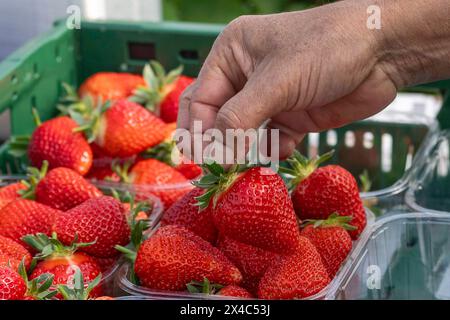 Start der Erdbeersaison Erdbeerernte fuer den Hofladen Beckers AM 02.05.24 a Raderbroich. Die Erdbeeren werden noch von Hand gepflückt. Foto: Kirchner-Media/TH Raderbroich Nordrhein-Westfalen Deutschland *** inizio della stagione delle fragole raccolta delle fragole per il negozio di fattoria Beckers il 02 05 24 a Raderbroich le fragole sono ancora raccolte a mano foto Kirchner Media TH Raderbroich Renania settentrionale-Vestfalia Germania Copyright: XKirchner-Media/THX Foto Stock