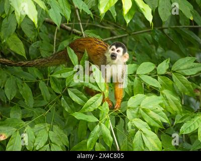 Scimmia dello scoiattolo centroamericano, Saimiri oerstedii, albero di arrampicata in Costa Rica, America centrale Foto Stock