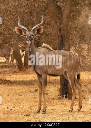 Grande Kudu, Tragelaphus Strepsiceros, Tanzania, Africa Foto Stock