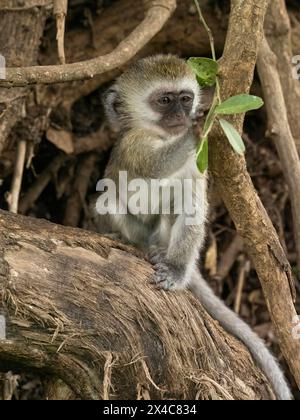Vervet Monkey, Cercopithecus aethiops, giovanile, Tanzania, Africa Foto Stock