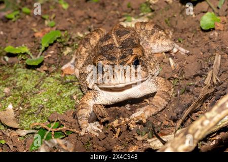 Un bellissimo rospo gutturale adulto (Amietophrynus gutturalis) Foto Stock