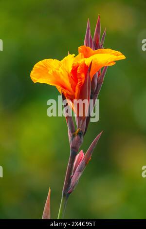 Costa Rica, Cordillera de Talamanca. Fioritura tropicale. Foto Stock