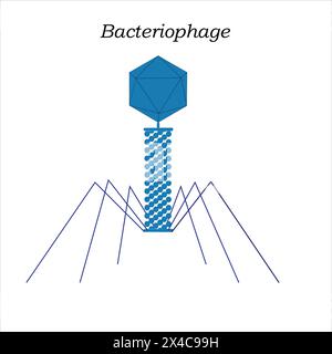 Struttura del batteriofago (un virus che uccide i batteri). Generalmente, un batteriofago è costituito da un capside proteico e materiale genetico Illustrazione Vettoriale