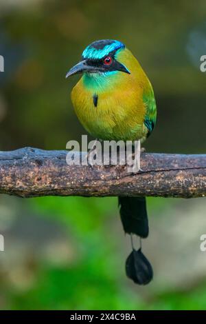 Costa Rica, Tuis Valley. La lezione e' il primo piano dell'uccello motmot. Foto Stock