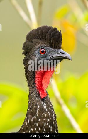 Costa Rica, stazione di ricerca biologica la Selva. Ritratto dell'uccello guan nero. Foto Stock