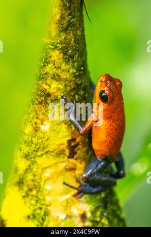 Costa Rica. Rana veleno di fragole sul tronco dell'albero. Foto Stock
