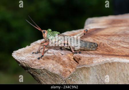 Lebbra di Milkweed (Phymateus leprosus) Foto Stock