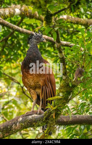 Costa Rica, Osservatorio Arenal. grande curassow, femmina, arroccato sull'albero Foto Stock