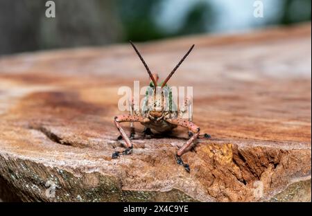 Lebbra di Milkweed (Phymateus leprosus) Foto Stock