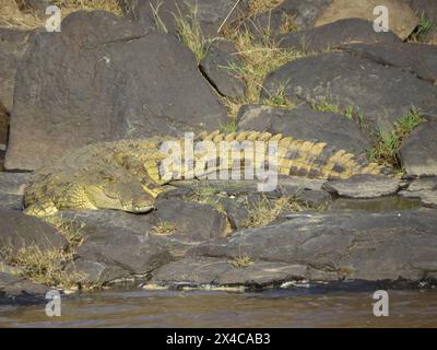 Bellissimo coccodrillo del Nilo (Crocodylus niloticus) che si crogiola sulla riva del fiume Foto Stock