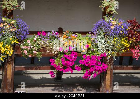 Bella esposizione di fiori su una recinzione di legno al sole. Foto Stock