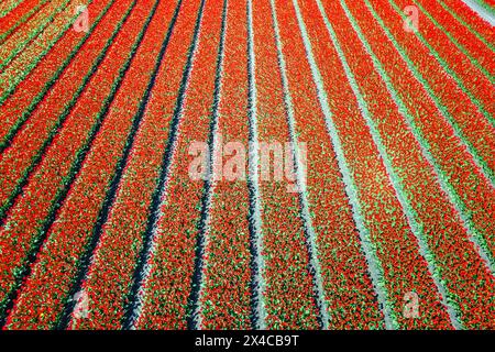 Vista aerea delle strisce di tulipani di vari colori in primavera. De Zilk, Noordwijk, distretto Zuid-Holland, Nederland. Foto Stock