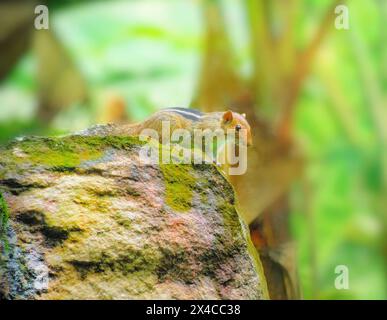 Scoiattolo indiano. Scoiattolo grigio orientale (Sciurus carolinensis) seduto nella roccia. Carino scoiattolo indiano. Uno scoiattolo. Scoiattolo singolo nella roccia. Foto Stock