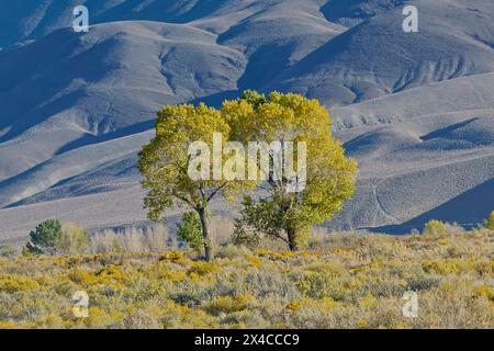 USA, California, Bishop. Bishop Valley, con il coniglio fiorito in autunno e gli alberi di cottonwood. Foto Stock