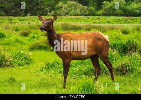 Roosevelt Elk, Prairie Creek Redwoods State Park, California, Stati Uniti Foto Stock