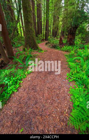 Redwood Access Trail presso il Prairie Creek Redwoods State Park, California, Stati Uniti Foto Stock